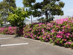 yasuda564.jpg