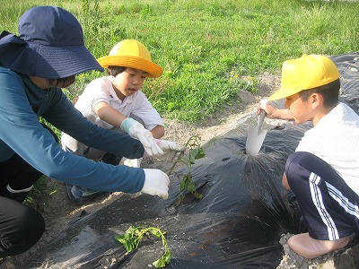 さつまいも植え付け