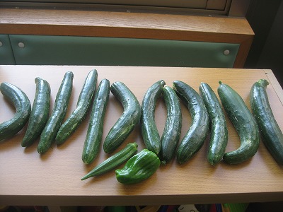 野菜収穫