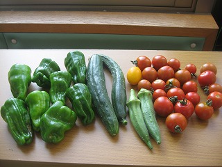 野菜収穫