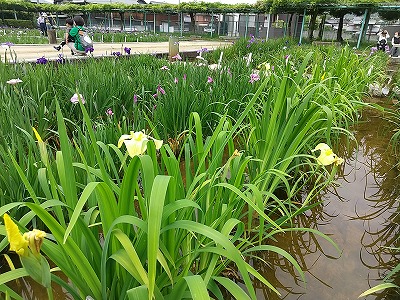 児20250630-菖蒲園4.jpg