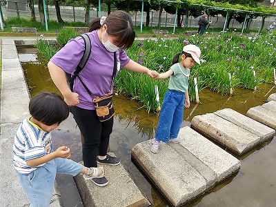 児20250630-菖蒲園5.jpg