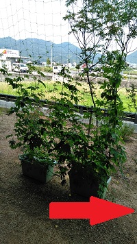 ネムの木円座ゴーヤ①